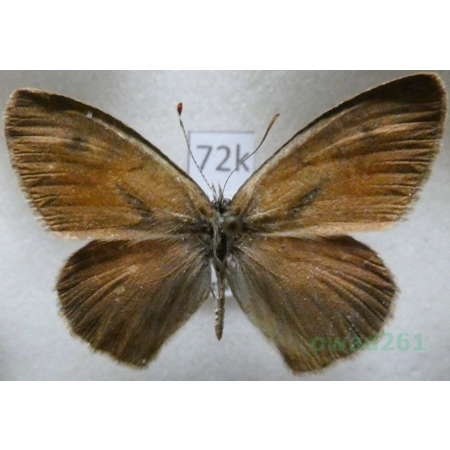 Hyponephele naubidensis (Erschoff, 1874) male Kazachstan72k